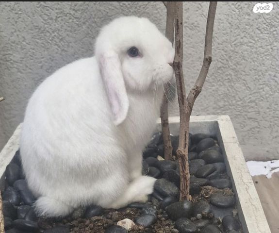 תמונת מודעה - חיות מחמד