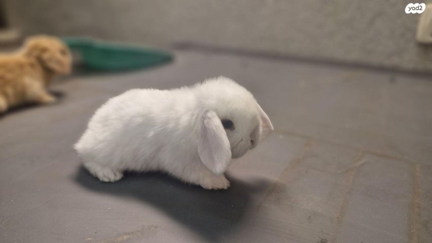 תמונת מודעה - חיות מחמד