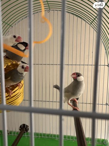 תמונת מודעה - חיות מחמד