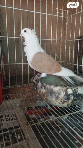 תמונת מודעה - חיות מחמד