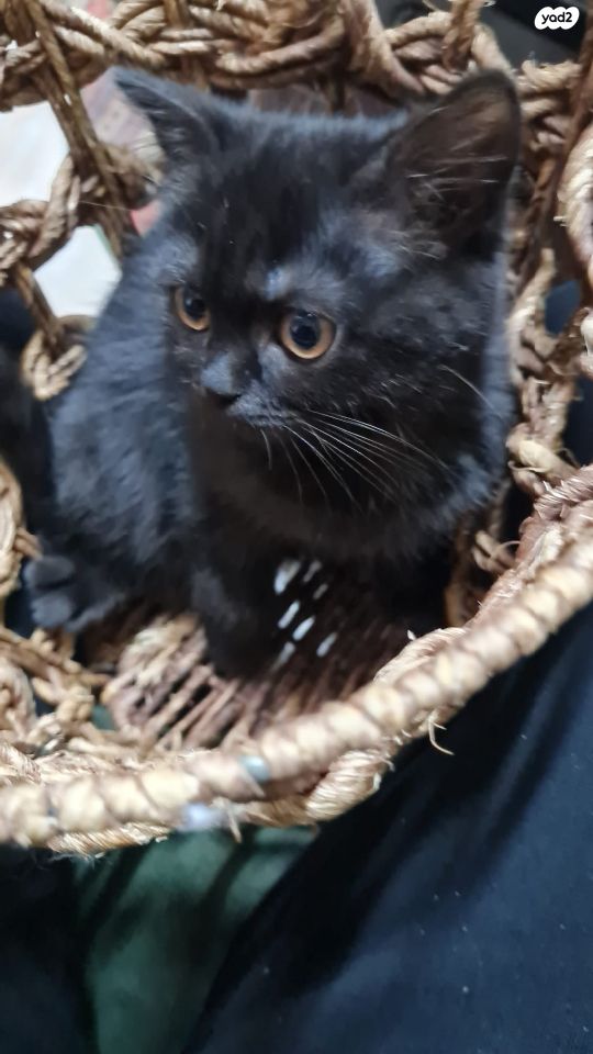 תמונת מודעה - חיות מחמד