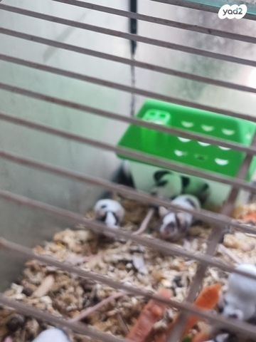 תמונת מודעה - חיות מחמד