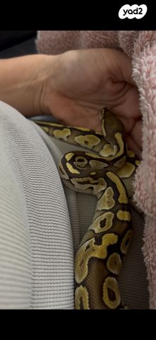 תמונת מודעה - חיות מחמד