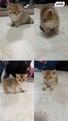 תמונת מודעה - חיות מחמד