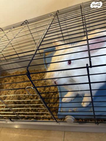 תמונת מודעה - חיות מחמד