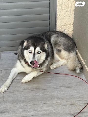 תמונת מודעה - חיות מחמד