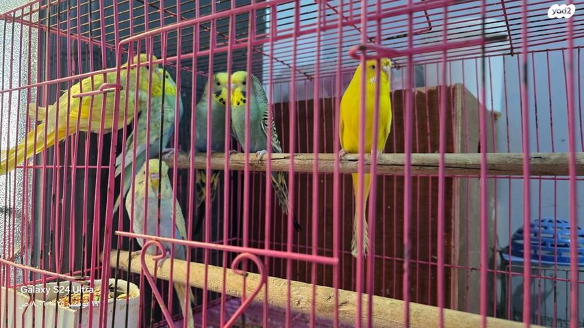 תמונת מודעה - חיות מחמד