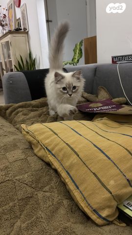 תמונת מודעה - חיות מחמד