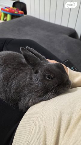 תמונת מודעה - חיות מחמד