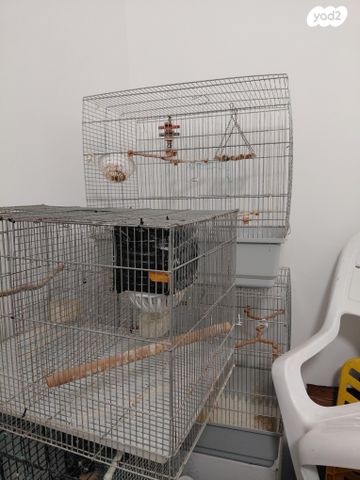 תמונת מודעה - חיות מחמד