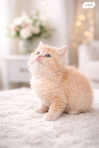 תמונת מודעה - חיות מחמד