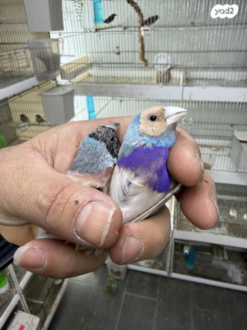 תמונת מודעה - חיות מחמד