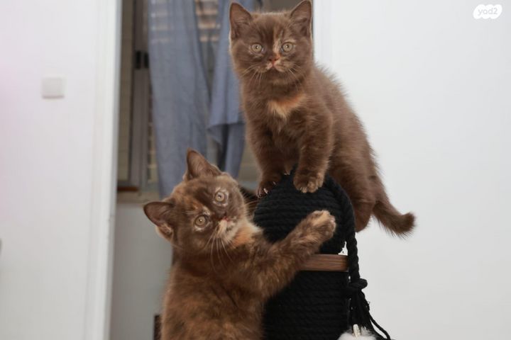 תמונת מודעה - חיות מחמד