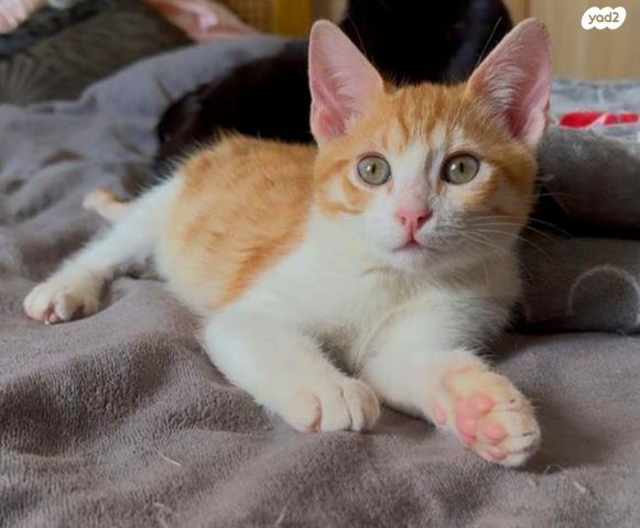 תמונת מודעה - חיות מחמד