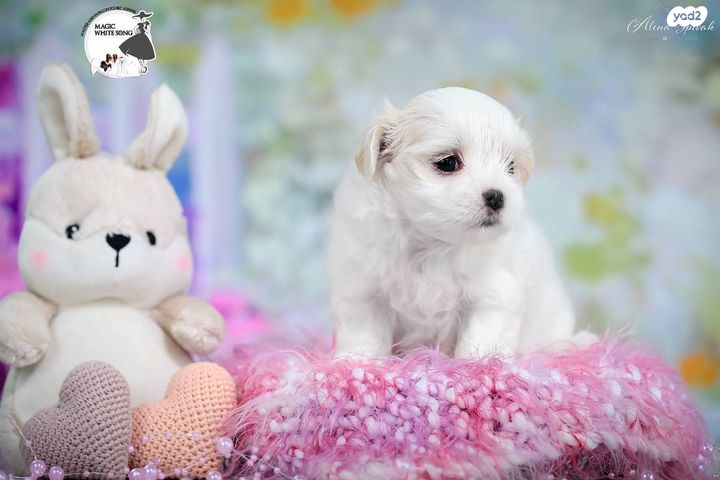 תמונת מודעה - חיות מחמד