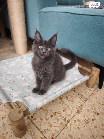 תמונת מודעה - חיות מחמד