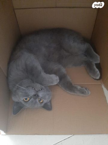 תמונת מודעה - חיות מחמד