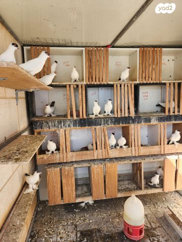 תמונת מודעה - חיות מחמד