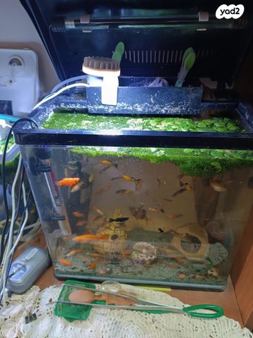 תמונת מודעה - חיות מחמד