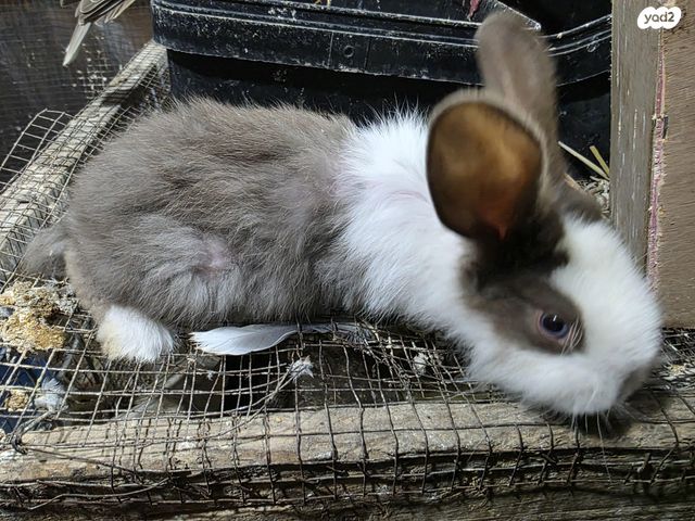 תמונת מודעה - חיות מחמד