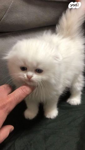 תמונת מודעה - חיות מחמד