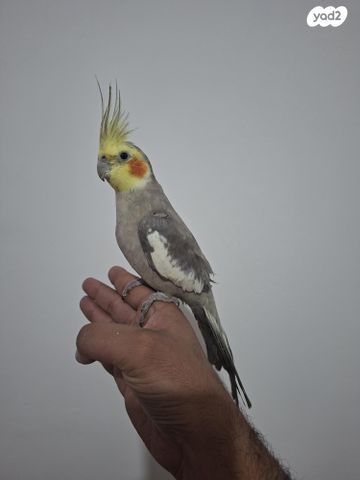 תמונת מודעה - חיות מחמד