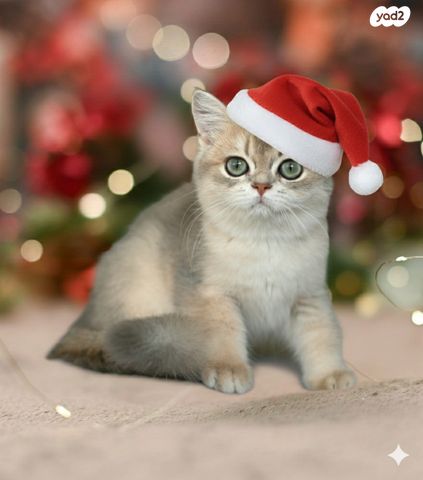 תמונת מודעה - חיות מחמד