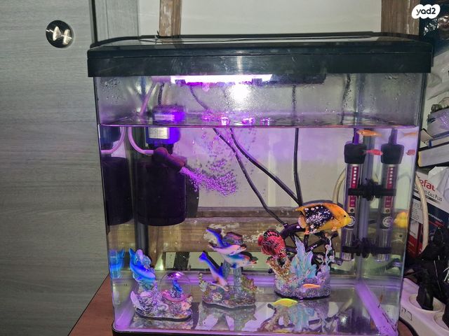 תמונת מודעה - חיות מחמד