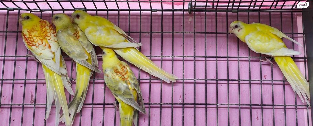 תמונת מודעה - חיות מחמד