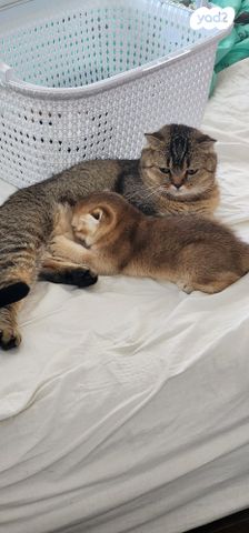 תמונת מודעה - חיות מחמד