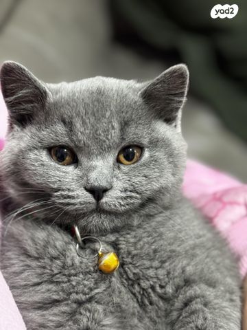 תמונת מודעה - חיות מחמד