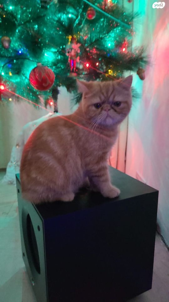 תמונת מודעה - חיות מחמד