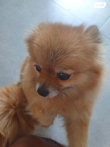 תמונת מודעה - חיות מחמד