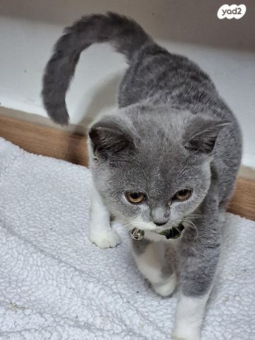 תמונת מודעה - חיות מחמד