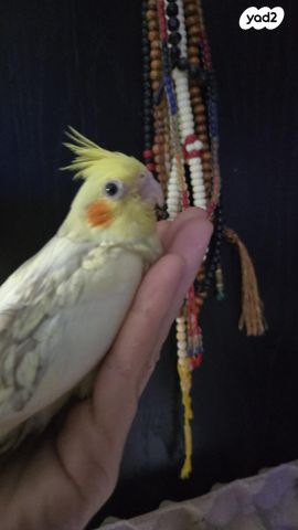 תמונת מודעה - חיות מחמד