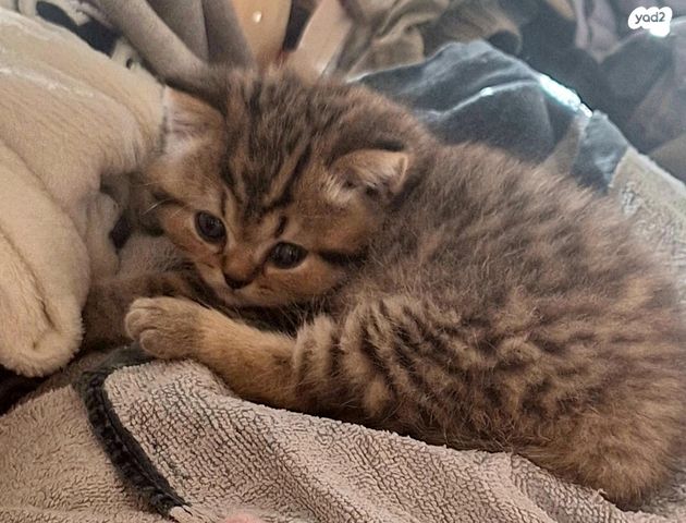 תמונת מודעה - חיות מחמד