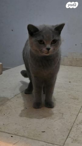 תמונת מודעה - חיות מחמד