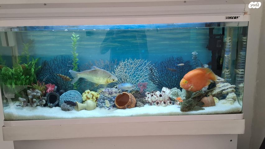 תמונת מודעה - חיות מחמד