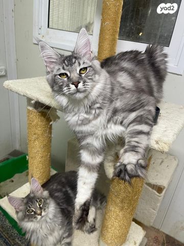 תמונת מודעה - חיות מחמד