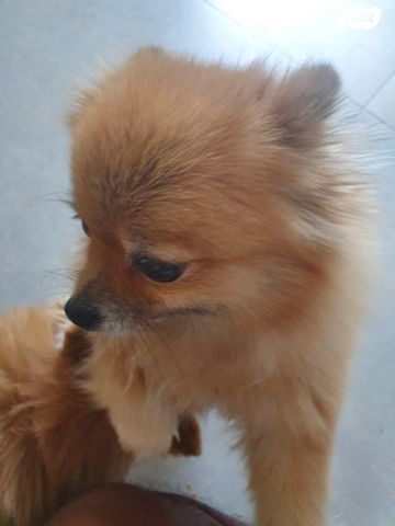 כלב פומרניין/פומרני