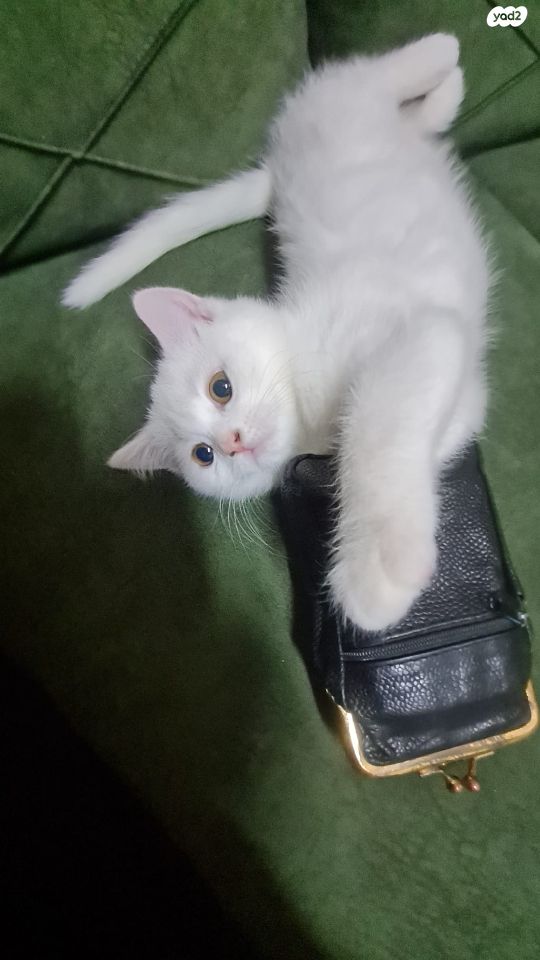 תמונת מודעה - חיות מחמד