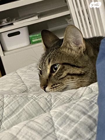 תמונת מודעה - חיות מחמד