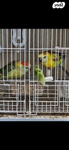 תמונת מודעה - חיות מחמד