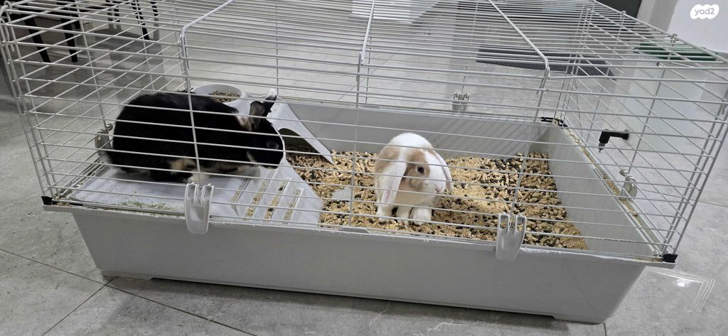 תמונת מודעה - חיות מחמד