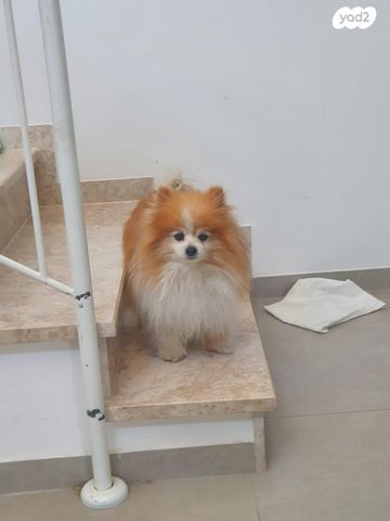 כלב פומרניין/פומרני