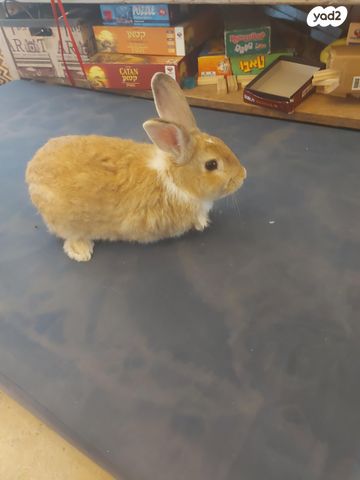 תמונת מודעה - חיות מחמד