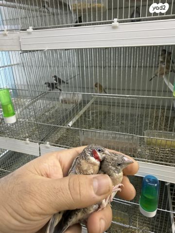 תוכי פינקים