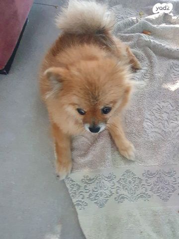 כלב פומרניין/פומרני