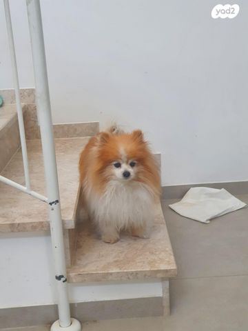 כלב פומרניין/פומרני