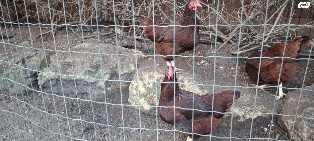 חיית משק רוד איילנד